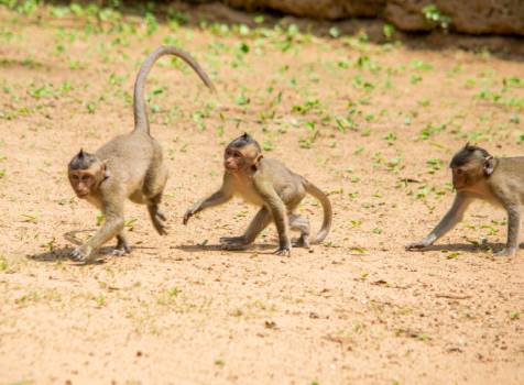 monkey repeller
